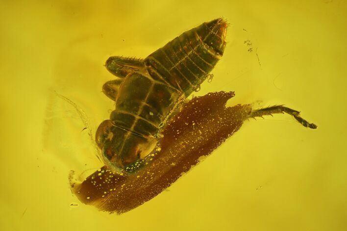 Detailed Fossil Cicada Larva (Auchenorrhyncha) In Baltic Amber #200047